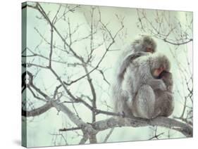 Family of Japanese Macaques Sitting in Tree in Shiga Mountains-Co Rentmeester-Stretched Canvas