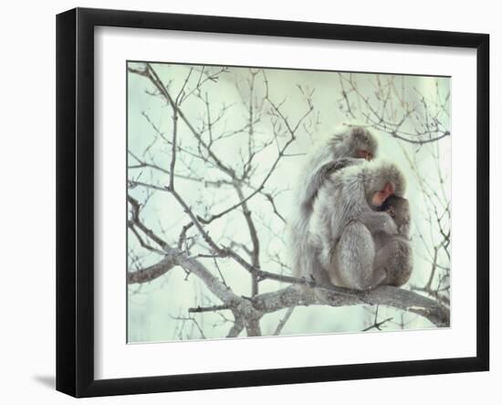 Family of Japanese Macaques Sitting in Tree in Shiga Mountains-Co Rentmeester-Framed Premium Photographic Print