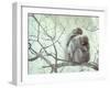 Family of Japanese Macaques Sitting in Tree in Shiga Mountains-Co Rentmeester-Framed Premium Photographic Print