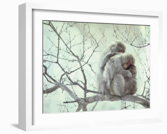 Family of Japanese Macaques Sitting in Tree in Shiga Mountains-Co Rentmeester-Framed Photographic Print