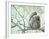 Family of Japanese Macaques Sitting in Tree in Shiga Mountains-Co Rentmeester-Framed Photographic Print