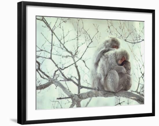 Family of Japanese Macaques Sitting in Tree in Shiga Mountains-Co Rentmeester-Framed Photographic Print