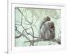 Family of Japanese Macaques Sitting in Tree in Shiga Mountains-Co Rentmeester-Framed Photographic Print