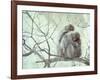 Family of Japanese Macaques Sitting in Tree in Shiga Mountains-Co Rentmeester-Framed Photographic Print