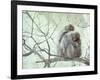 Family of Japanese Macaques Sitting in Tree in Shiga Mountains-Co Rentmeester-Framed Photographic Print