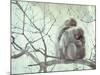 Family of Japanese Macaques Sitting in Tree in Shiga Mountains-Co Rentmeester-Mounted Photographic Print