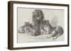 Family of Lions in the Gardens of the Clifton and Bristol Zoological Society-Harrison William Weir-Framed Giclee Print