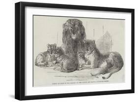 Family of Lions in the Gardens of the Clifton and Bristol Zoological Society-Harrison William Weir-Framed Giclee Print