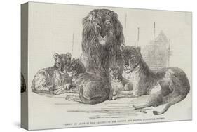 Family of Lions in the Gardens of the Clifton and Bristol Zoological Society-Harrison William Weir-Stretched Canvas