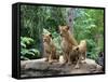 Family of Lions-Friday-Framed Stretched Canvas