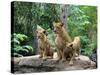 Family of Lions-Friday-Stretched Canvas
