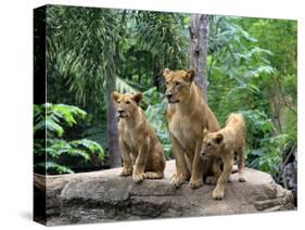 Family of Lions-Friday-Stretched Canvas