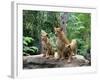 Family of Lions-Friday-Framed Photographic Print