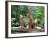 Family of Lions-Friday-Framed Photographic Print