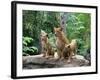 Family of Lions-Friday-Framed Photographic Print