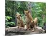 Family of Lions-Friday-Mounted Photographic Print