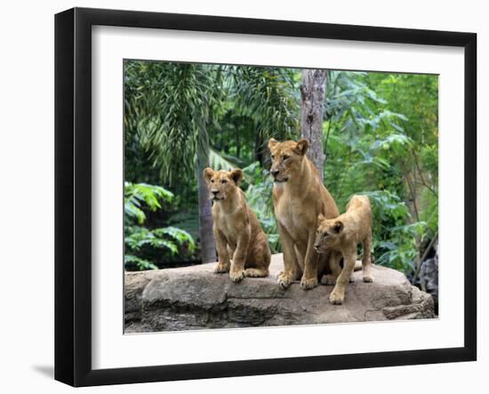 Family of Lions-Friday-Framed Photographic Print