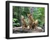 Family of Lions-Friday-Framed Photographic Print