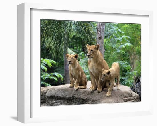 Family of Lions-Friday-Framed Photographic Print