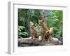 Family of Lions-Friday-Framed Photographic Print