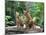 Family of Lions-Friday-Mounted Photographic Print