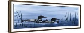 Family of Loons-Kestrel Michaud-Framed Giclee Print