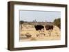 Family of Ostrich with Chicken, Struthio Camelus, in Etosha Park, Oshana Namibia, South Africa, Tru-Artush-Framed Photographic Print