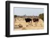 Family of Ostrich with Chicken, Struthio Camelus, in Etosha Park, Oshana Namibia, South Africa, Tru-Artush-Framed Photographic Print