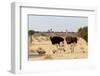 Family of Ostrich with Chicken, Struthio Camelus, in Etosha Park, Oshana Namibia, South Africa, Tru-Artush-Framed Photographic Print