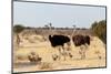 Family of Ostrich with Chicken, Struthio Camelus, in Etosha Park, Oshana Namibia, South Africa, Tru-Artush-Mounted Photographic Print