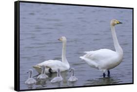 Family of Swans-Arctic-Images-Framed Stretched Canvas