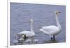 Family of Swans-Arctic-Images-Framed Photographic Print