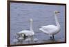 Family of Swans-Arctic-Images-Framed Photographic Print