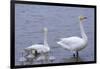 Family of Swans-Arctic-Images-Framed Photographic Print