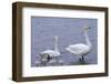 Family of Swans-Arctic-Images-Framed Photographic Print