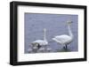 Family of Swans-Arctic-Images-Framed Photographic Print