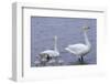 Family of Swans-Arctic-Images-Framed Photographic Print