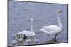 Family of Swans-Arctic-Images-Mounted Photographic Print