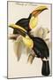 Family of Toucans-John Gould-Mounted Art Print