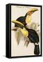 Family of Toucans-John Gould-Framed Stretched Canvas