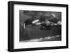 Family of Whales at Marineland-null-Framed Photographic Print