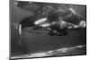 Family of Whales at Marineland-null-Mounted Photographic Print