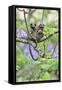 Family of White-Tufted-Ear Marmosets (Callithrix Jacchus) with a Baby-Luiz Claudio Marigo-Framed Stretched Canvas