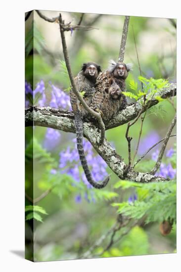 Family of White-Tufted-Ear Marmosets (Callithrix Jacchus) with a Baby-Luiz Claudio Marigo-Stretched Canvas