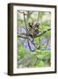 Family of White-Tufted-Ear Marmosets (Callithrix Jacchus) with a Baby-Luiz Claudio Marigo-Framed Photographic Print