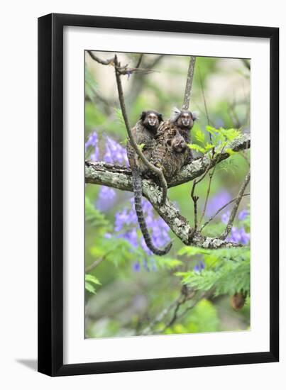 Family of White-Tufted-Ear Marmosets (Callithrix Jacchus) with a Baby-Luiz Claudio Marigo-Framed Photographic Print