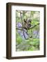 Family of White-Tufted-Ear Marmosets (Callithrix Jacchus) with a Baby-Luiz Claudio Marigo-Framed Photographic Print