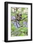 Family of White-Tufted-Ear Marmosets (Callithrix Jacchus) with a Baby-Luiz Claudio Marigo-Framed Photographic Print