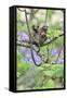 Family of White-Tufted-Ear Marmosets (Callithrix Jacchus) with a Baby-Luiz Claudio Marigo-Framed Stretched Canvas