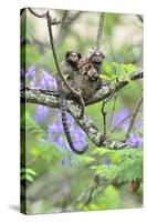 Family of White-Tufted-Ear Marmosets (Callithrix Jacchus) with a Baby-Luiz Claudio Marigo-Stretched Canvas